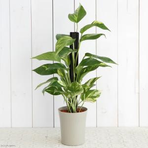 (観葉植物)ポトス ヘゴ仕立て 4号(1鉢)の詳細画像2