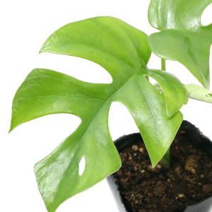 （観葉植物）ヒメモンステラ　３号（１ポット）