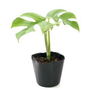 (観葉植物)ヒメモンステラ 3号(1ポット)の詳細画像1