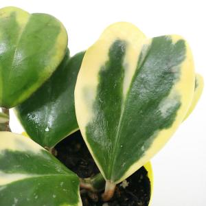 （観葉植物）ラブラブハート　斑入り　３〜３．５号（１鉢）ホヤ　カーリー（シャムサクララン）