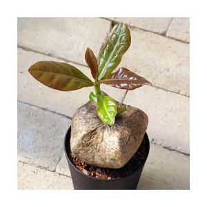 （観葉植物）バーリングトニア（ゴバンノアシ）　４〜４．５号（１鉢）