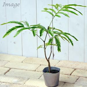 （観葉植物）エバーフレッシュ　３号（１ポット）