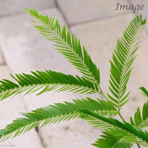 (観葉植物)エバーフレッシュ 3号(1ポット)の詳細画像1