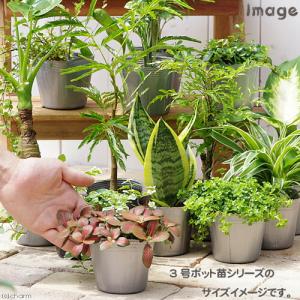(観葉植物)エバーフレッシュ 3号(1ポット)の詳細画像2