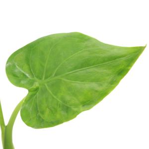 (観葉植物)アロカシア ククラタ シマクワズイ...の詳細画像1