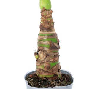 (観葉植物)アロカシア ククラタ シマクワズイ...の詳細画像2