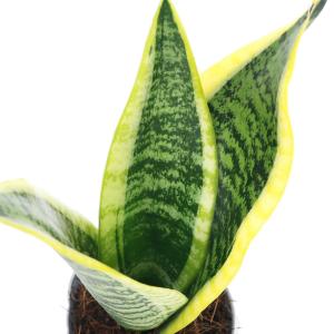 （観葉植物）インテリア　サンスベリア　スパーバ　３〜３．５号（１ポット）