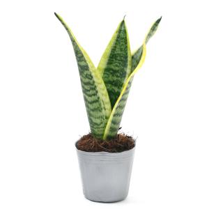 (観葉植物)インテリア サンスベリア スパーバ...の詳細画像1