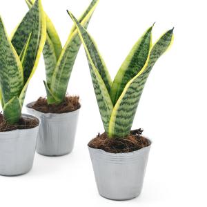 (観葉植物)インテリア サンスベリア スパーバ...の詳細画像2