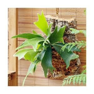 （観葉植物）バージンコルクプランツ　コウモリラン　ビカクシダ　ＸＬサイズ（１個）