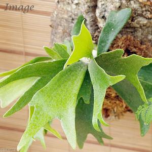 (観葉植物)バージンコルクプランツ コウモリラ...の詳細画像1