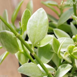 (観葉植物)ディスキディア エメラルド 2.5...の詳細画像1