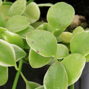 (観葉植物)ディスキディア エメラルド 2.5...の詳細画像3