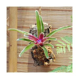 （観葉植物）バージンコルクプランツ　ブロメリア　ネオレゲリア　ファイヤーボール　斑入り（１個）