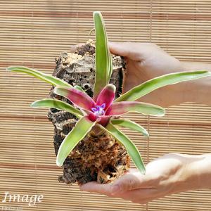 (観葉植物)バージンコルクプランツ ブロメリア...の詳細画像2