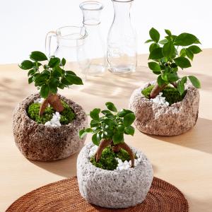 (観葉植物)小さい インテリア 苔盆栽 ガジュ...の詳細画像1