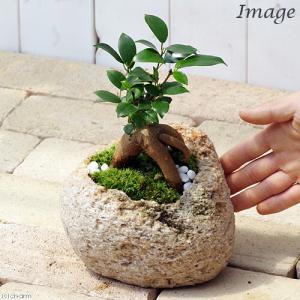 (観葉植物)小さい インテリア 苔盆栽 ガジュ...の詳細画像2