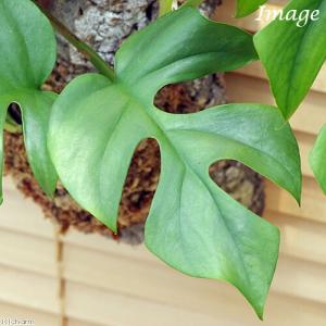 (観葉植物)バージンコルクプランツ ヒメモンス...の詳細画像1