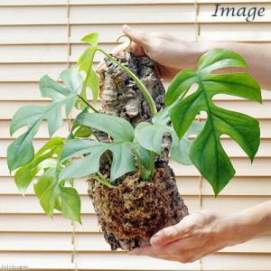 (観葉植物)バージンコルクプランツ ヒメモンス...の詳細画像2