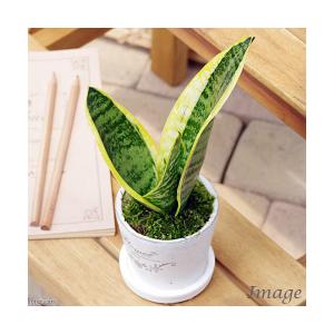 （観葉植物）インテリア　サンセベリア　フレグランドラウンドポットＸＸＳ植え（１鉢）受皿付　苔　鉢植え　おしゃれ　室内　プレゼント