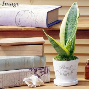 (観葉植物)インテリア サンセベリア フレグラ...の詳細画像1