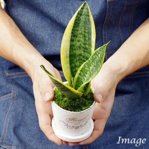 (観葉植物)インテリア サンセベリア フレグラ...の詳細画像2