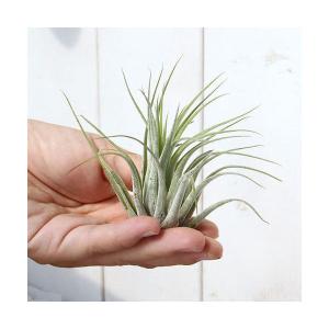 （観葉植物）エアープランツ　チランジア　コルビー（１株）