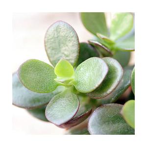 （多肉植物）クラッスラ　花月（金のなる木）　２号ロング（１鉢）　受け皿無し