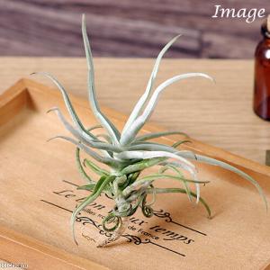 （観葉植物）エアープランツ　チランジア　ライヘンバッキー（１株）