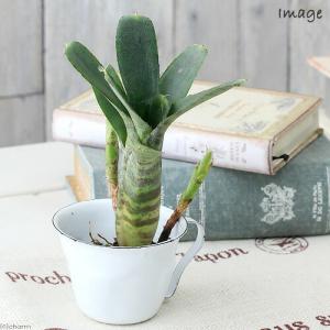 現品) ビルベルギア 'アリベラ' (No.62335) (観葉植物 おしゃれ 壁掛け