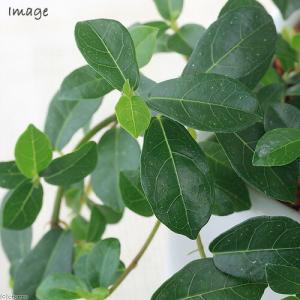 (観葉植物)小さい インテリア 這性ガジュマル...の詳細画像1