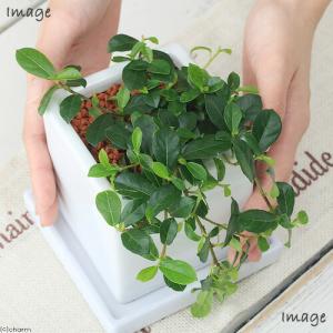 (観葉植物)小さい インテリア 這性ガジュマル...の詳細画像2