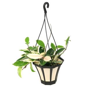 (観葉植物)ホヤ カルノーサ(サクララン) 吊り...の商品画像