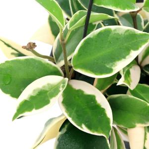 (観葉植物)ホヤ カルノーサ(サクララン) 吊...の詳細画像1