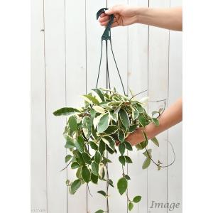 (観葉植物)ホヤ カルノーサ(サクララン) 吊...の詳細画像2