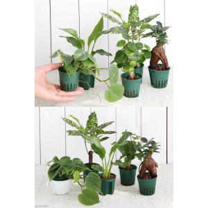 (観葉植物)おまかせハイドロ苗 6φ Mサイズ...の詳細画像1