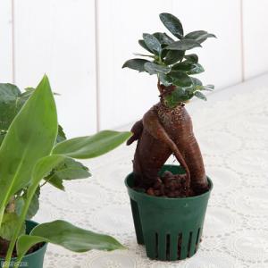 (観葉植物)おまかせハイドロ苗 6φ Mサイズ...の詳細画像2
