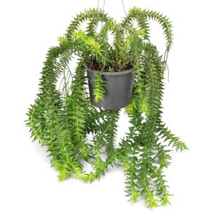 （観葉植物）シダ　リコポディウム　フペルジア　フレグマリア　吊り鉢タイプ　５号（１鉢）