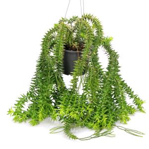 (観葉植物)シダ リコポディウム フペルジア ...の詳細画像1