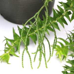 (観葉植物)シダ リコポディウム フペルジア ...の詳細画像2