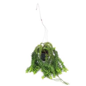 (観葉植物)シダ リコポディウム フペルジア ...の詳細画像3