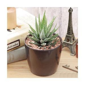 （多肉植物）ハオルチア　ファシアータ　シマシマゼブラ（十二の巻）　３号（１鉢）｜charm 第2ヤフー店