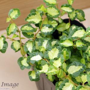 (観葉植物)フィカス プミラ ツキヨノヒカリ ...の詳細画像1