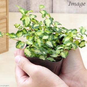 (観葉植物)フィカス プミラ ツキヨノヒカリ ...の詳細画像2