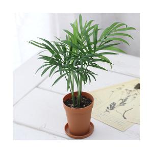 （観葉植物）テーブルヤシ　２号ロング（１鉢）　受け皿無し