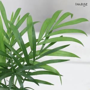 (観葉植物)テーブルヤシ 2号ロング(1鉢) ...の詳細画像1