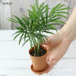 (観葉植物)テーブルヤシ 2号ロング(1鉢) ...の詳細画像2
