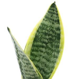 （観葉植物）インテリア　サンスベリア　２号ロング（１鉢）受け皿無し