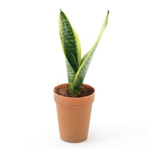 (観葉植物)インテリア サンスベリア 2号ロン...の詳細画像1