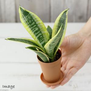 (観葉植物)インテリア サンスベリア 2号ロン...の詳細画像2